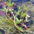 Вахта трехлистная, набор из 3-5 растений - Menyanthes trifoliata